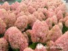 Hortenzija šluotelinė ,Magical Candle' (lot. Hydrangea paniculata)